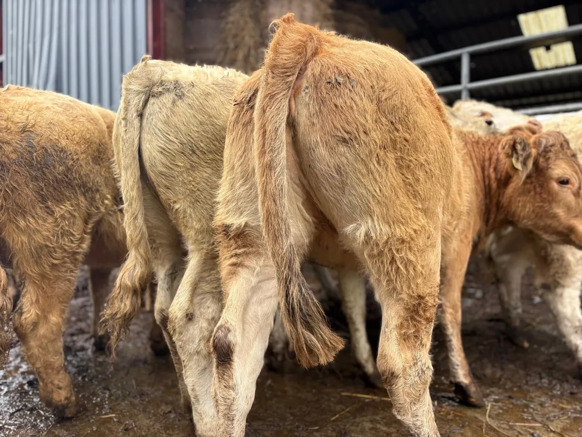 Charolais Weanlings - Image 4