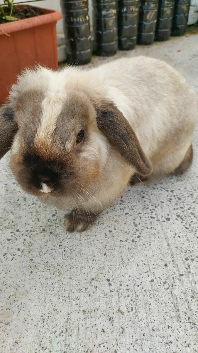Rabbit - Image 1