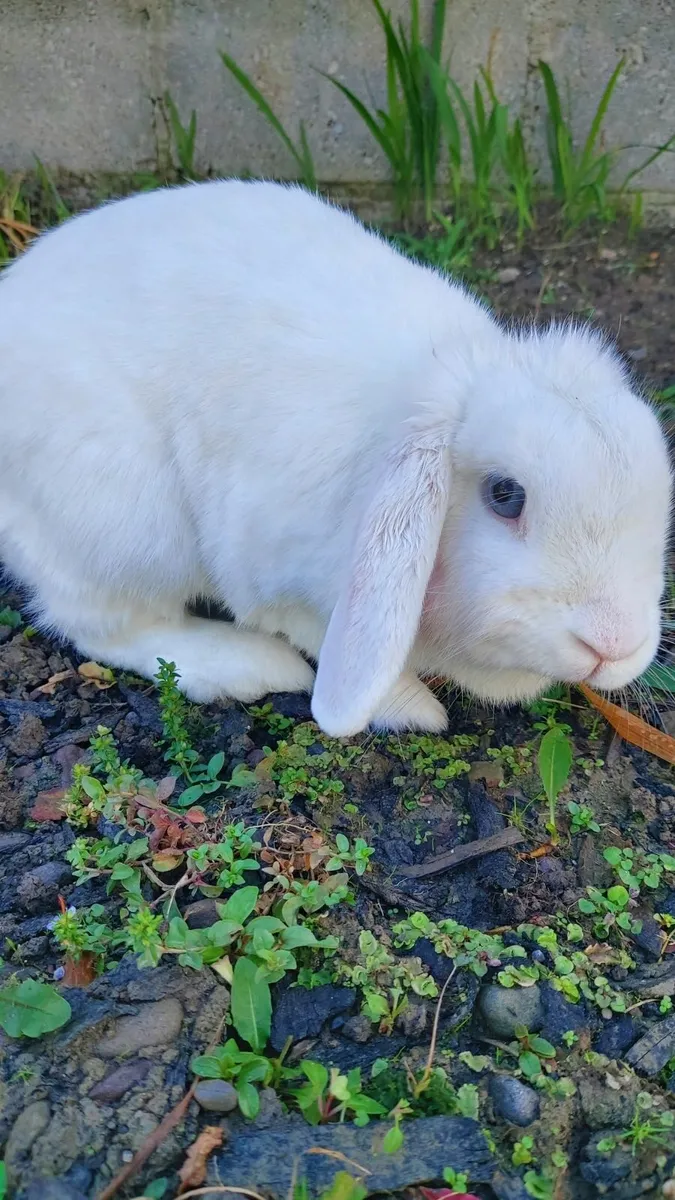 Rabbit - Image 2