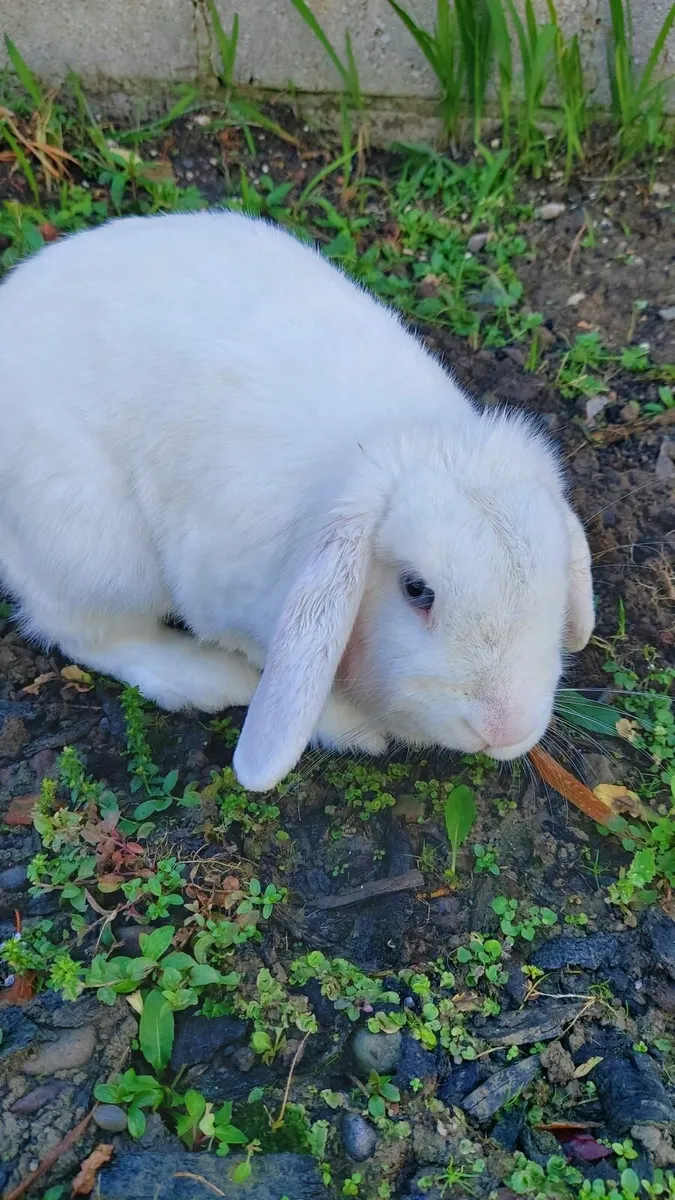 Rabbit - Image 3