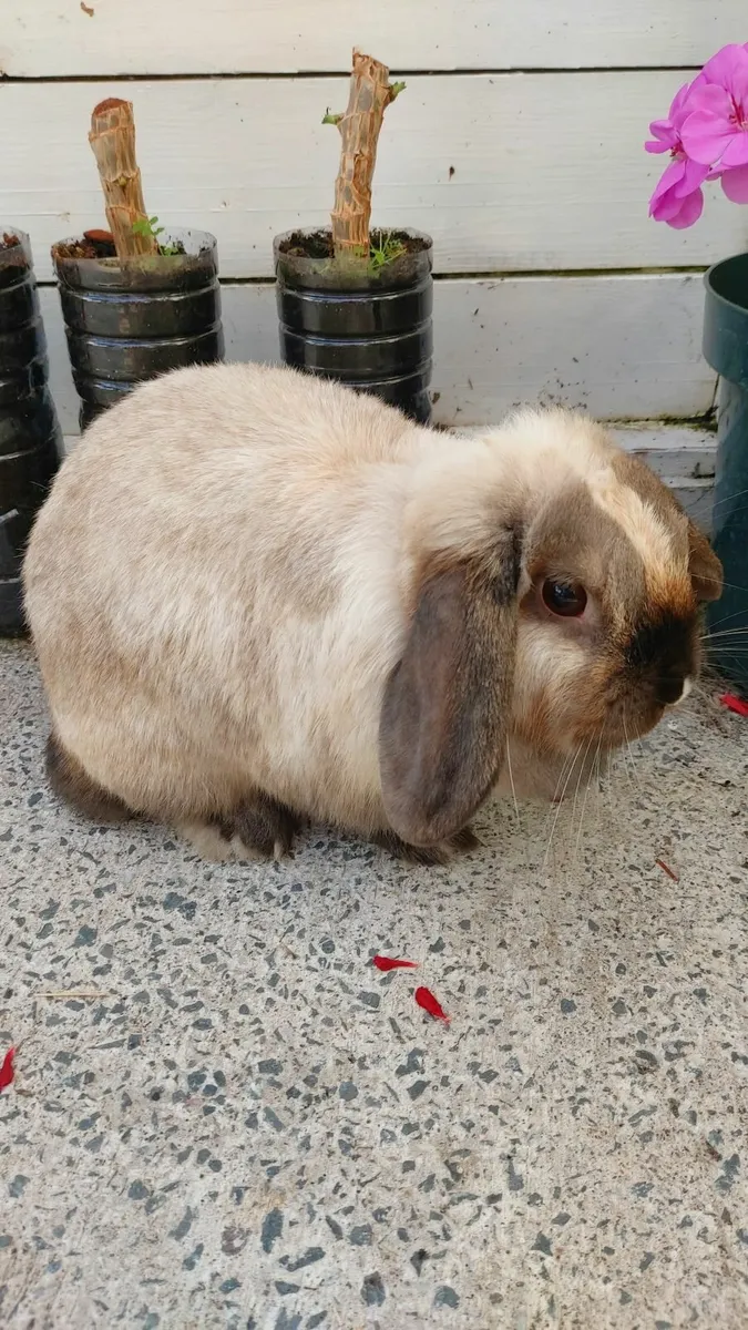 Rabbit - Image 4