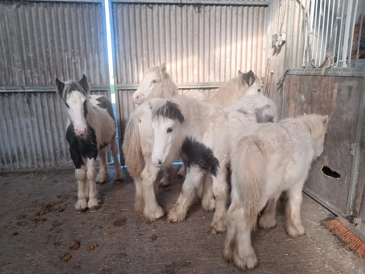 Colt foals - Image 2