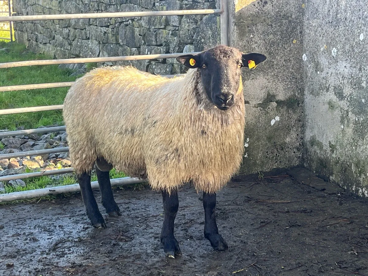 Suffock mule cross ram - Image 1