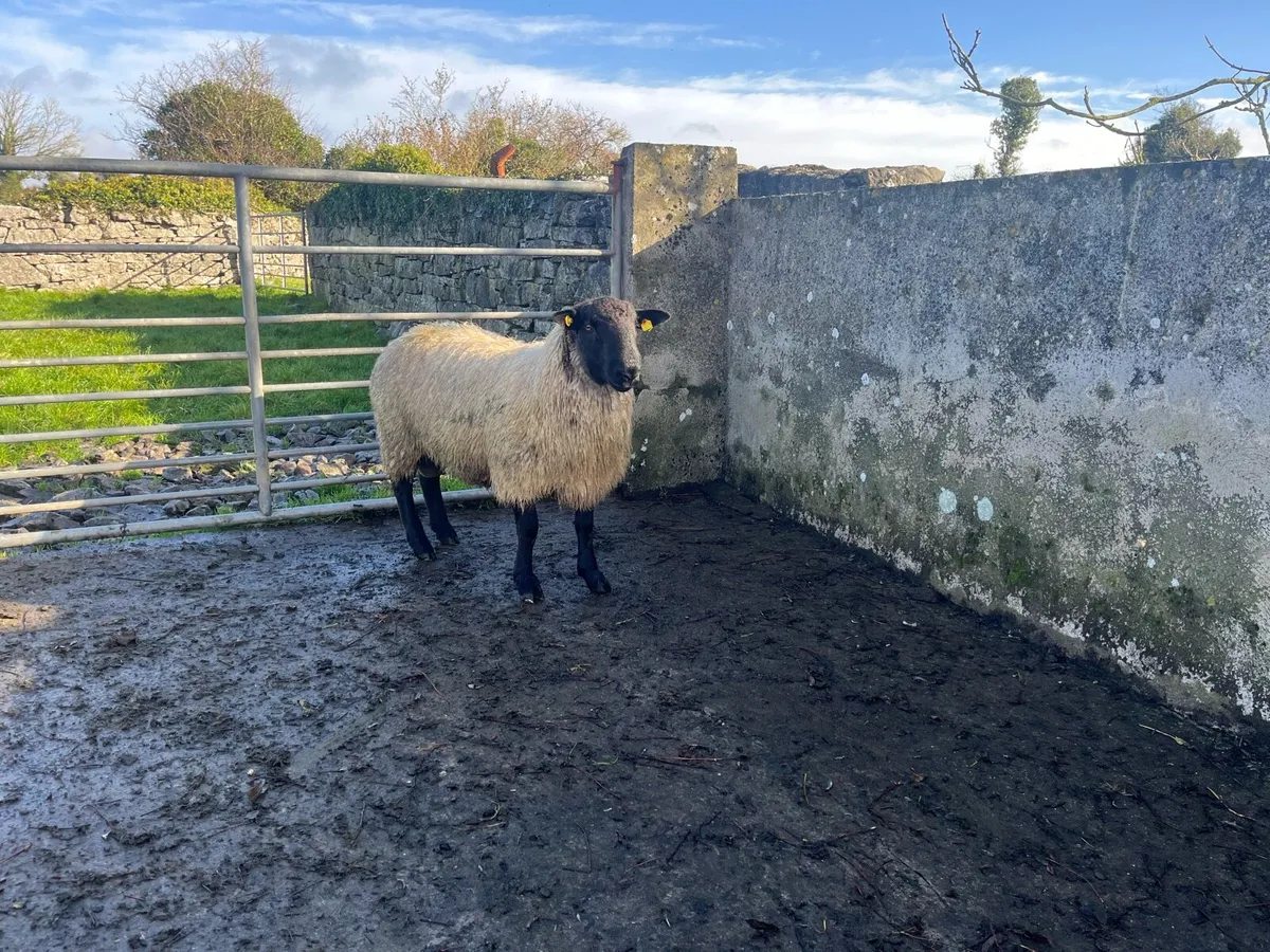 Suffock mule cross ram - Image 2