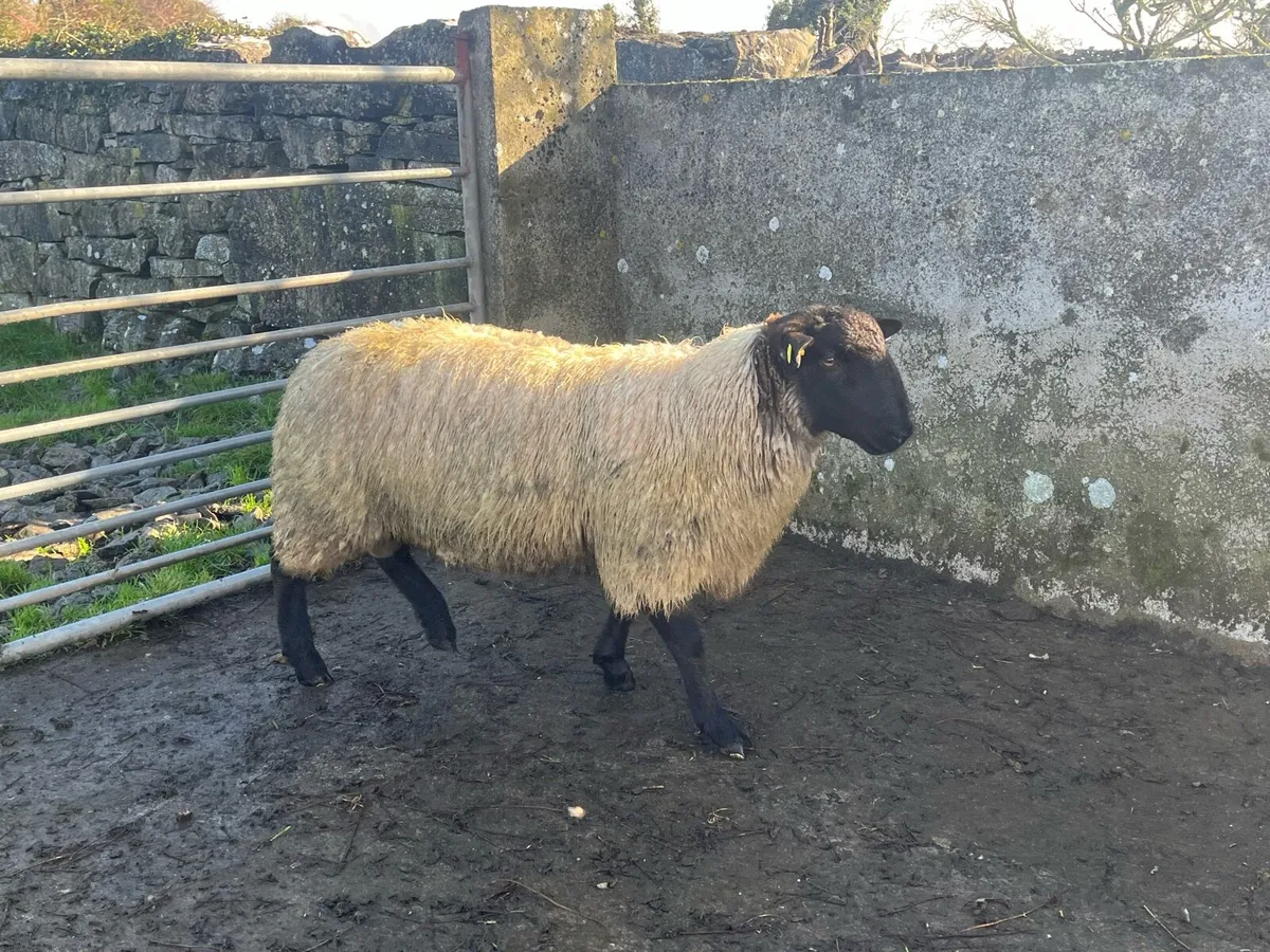 Suffock mule cross ram - Image 3
