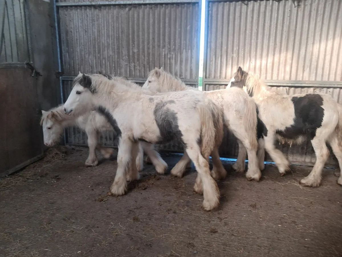 Colt foals - Image 3