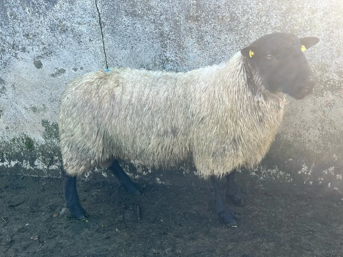 Suffock mule cross ram - Image 4