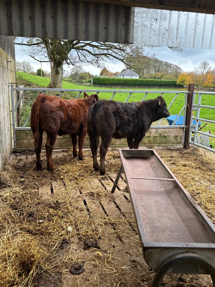 Organic heifers - Image 1