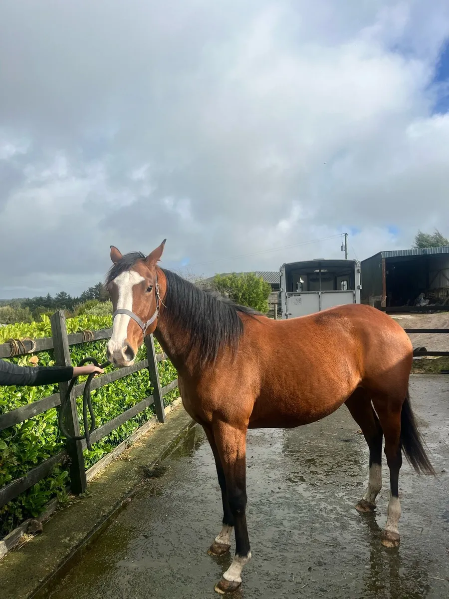 3 x TB horses. - Image 2
