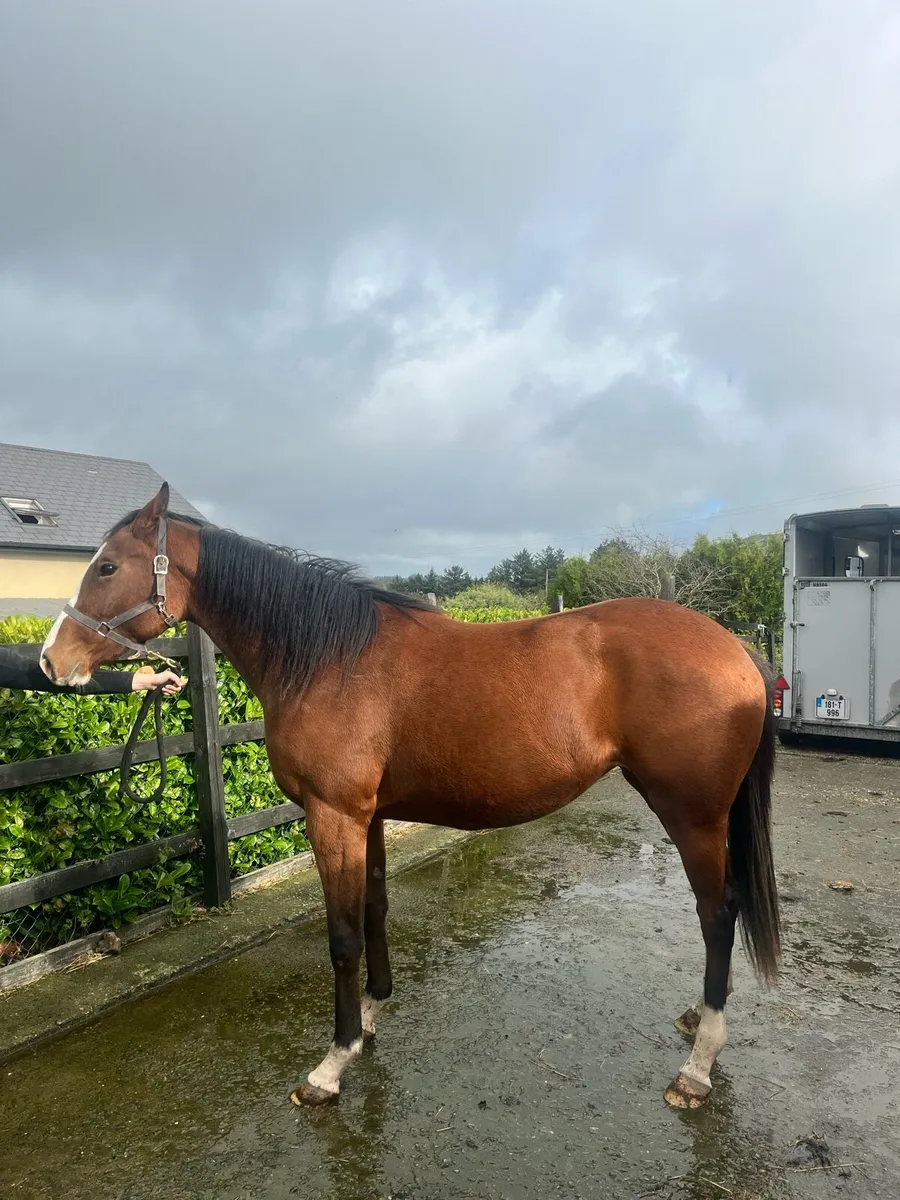 3 x TB horses. - Image 1