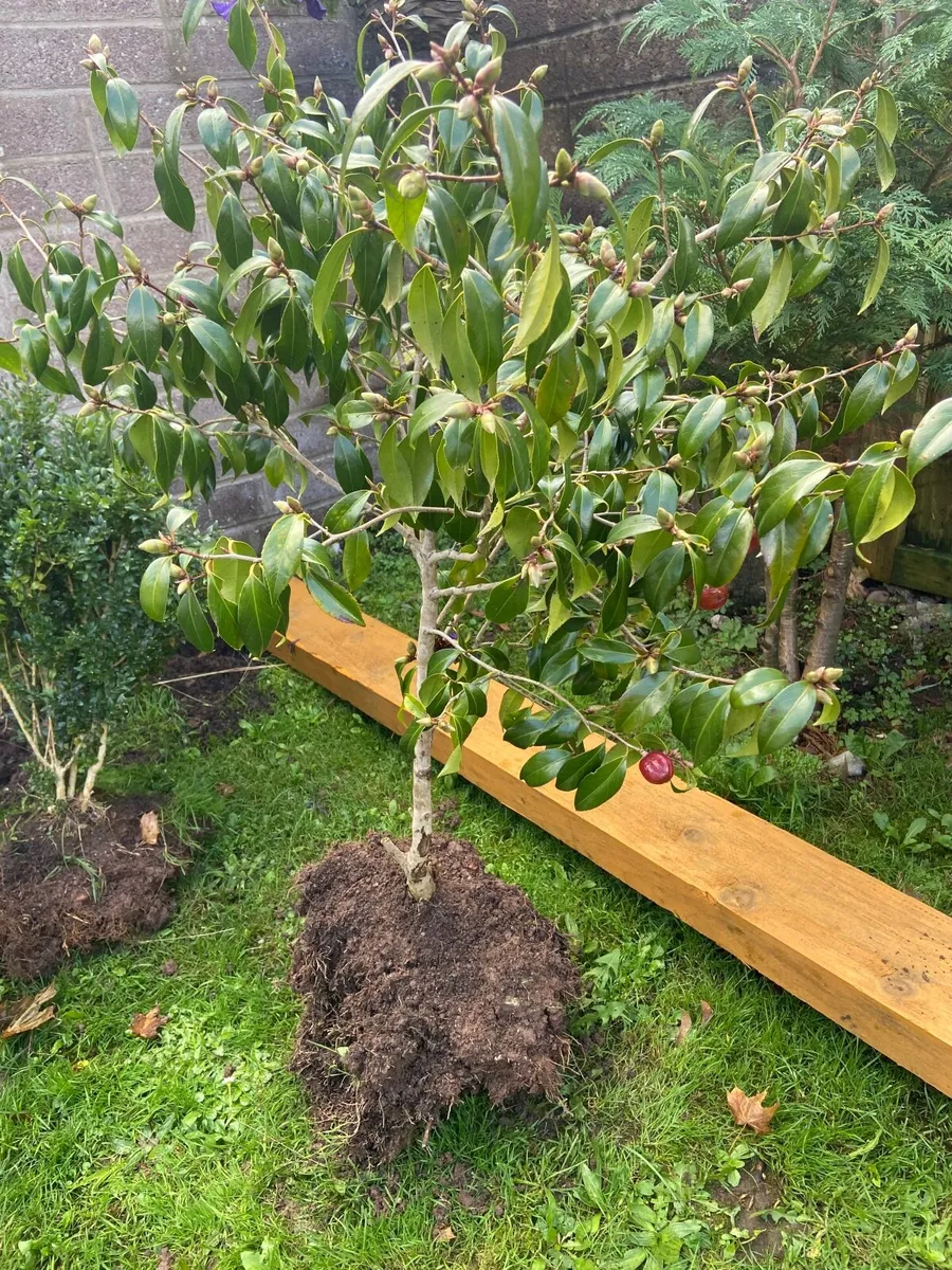 Garden plants - Image 1