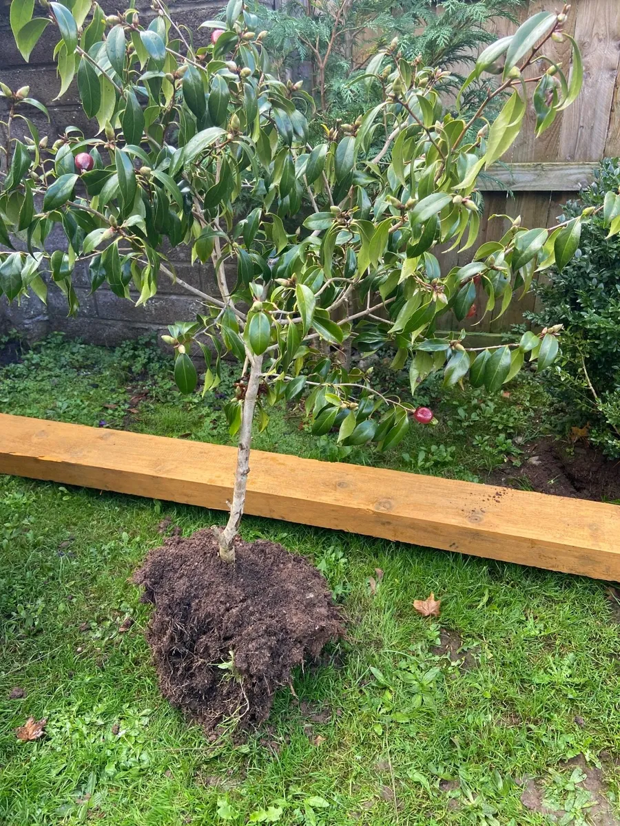 Garden plants - Image 2