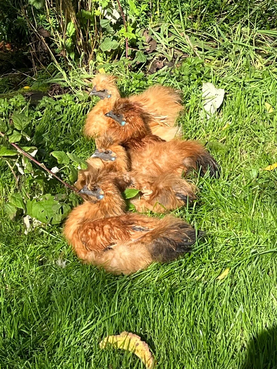 Silkie cockerels - Image 1