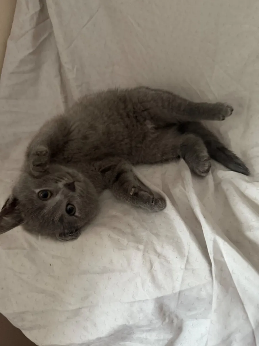 Kitten - Image 1