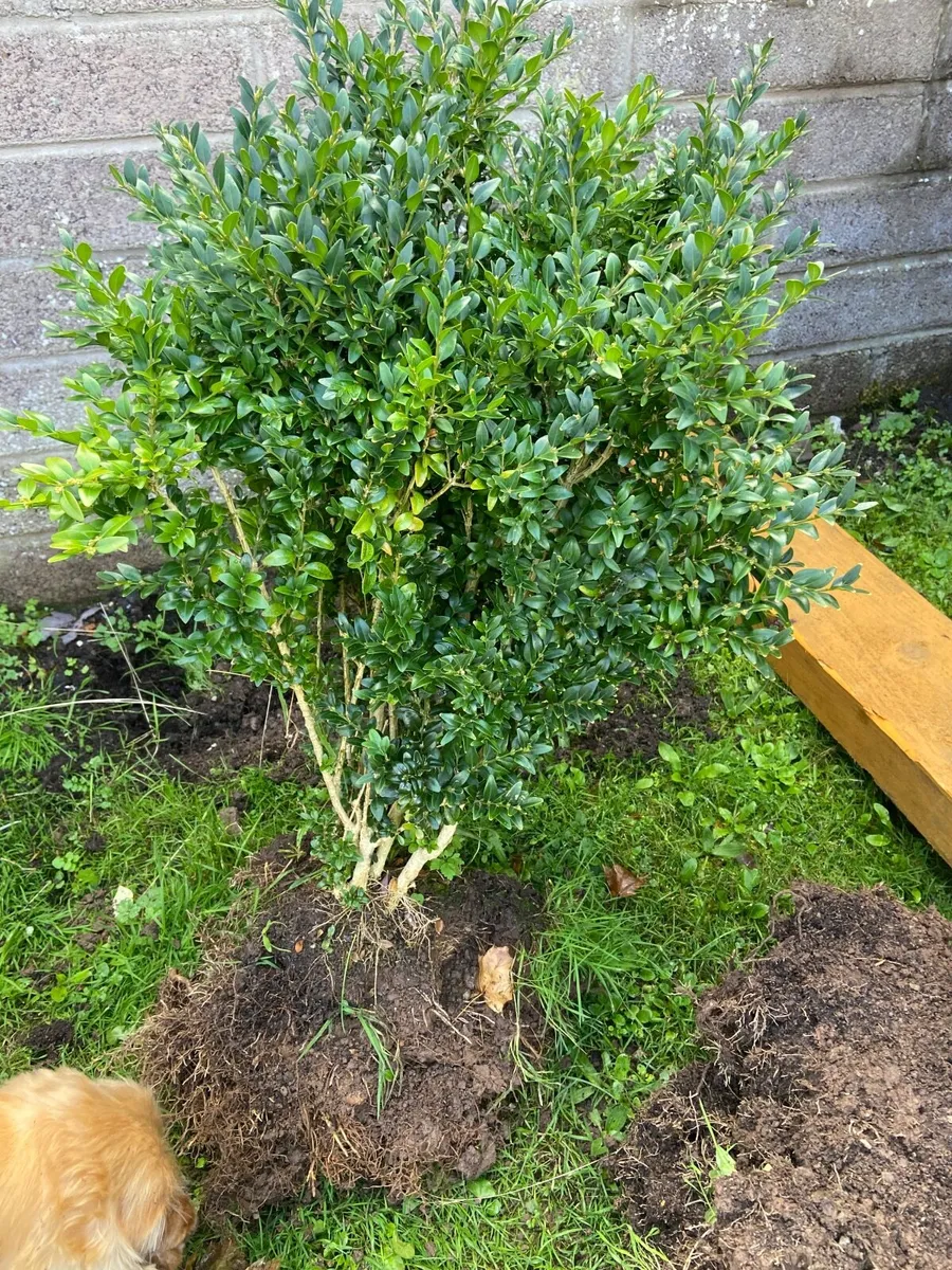 Garden plants - Image 1
