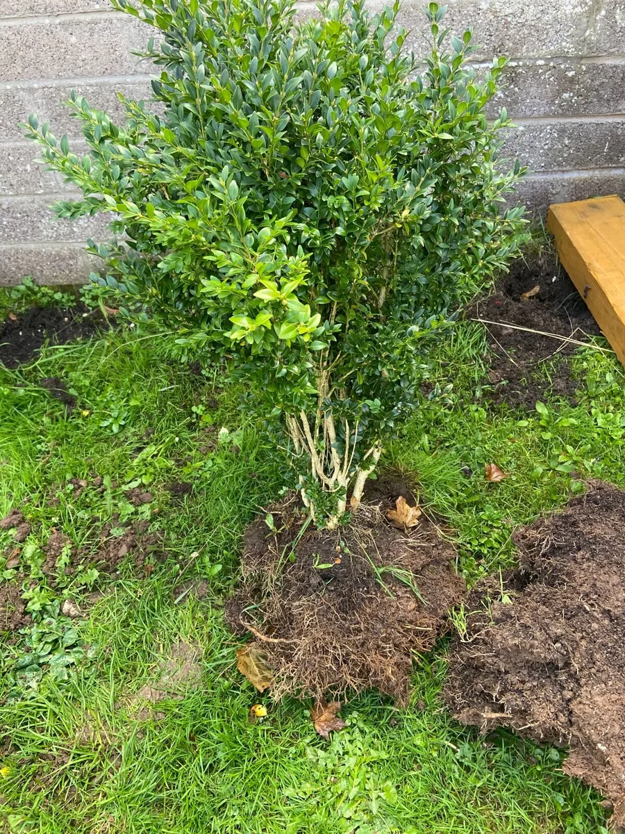 Garden plants - Image 2