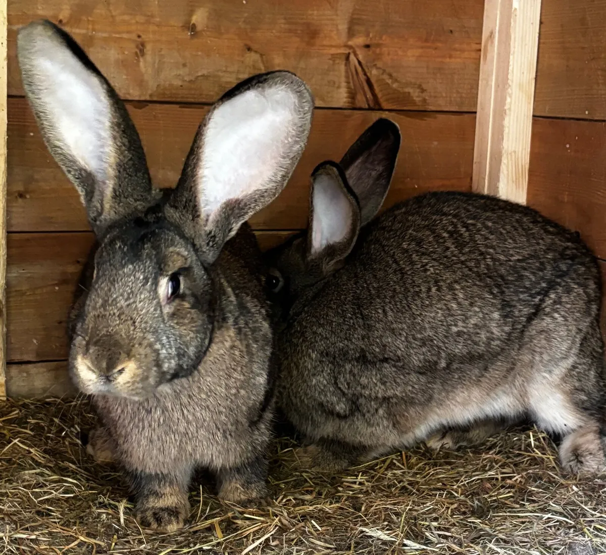 Flemish giant rabbits - Image 1