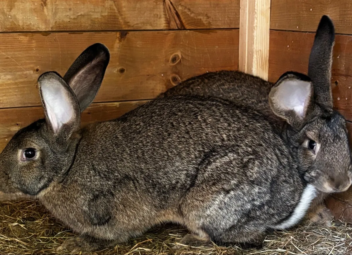 Flemish giant rabbits - Image 2