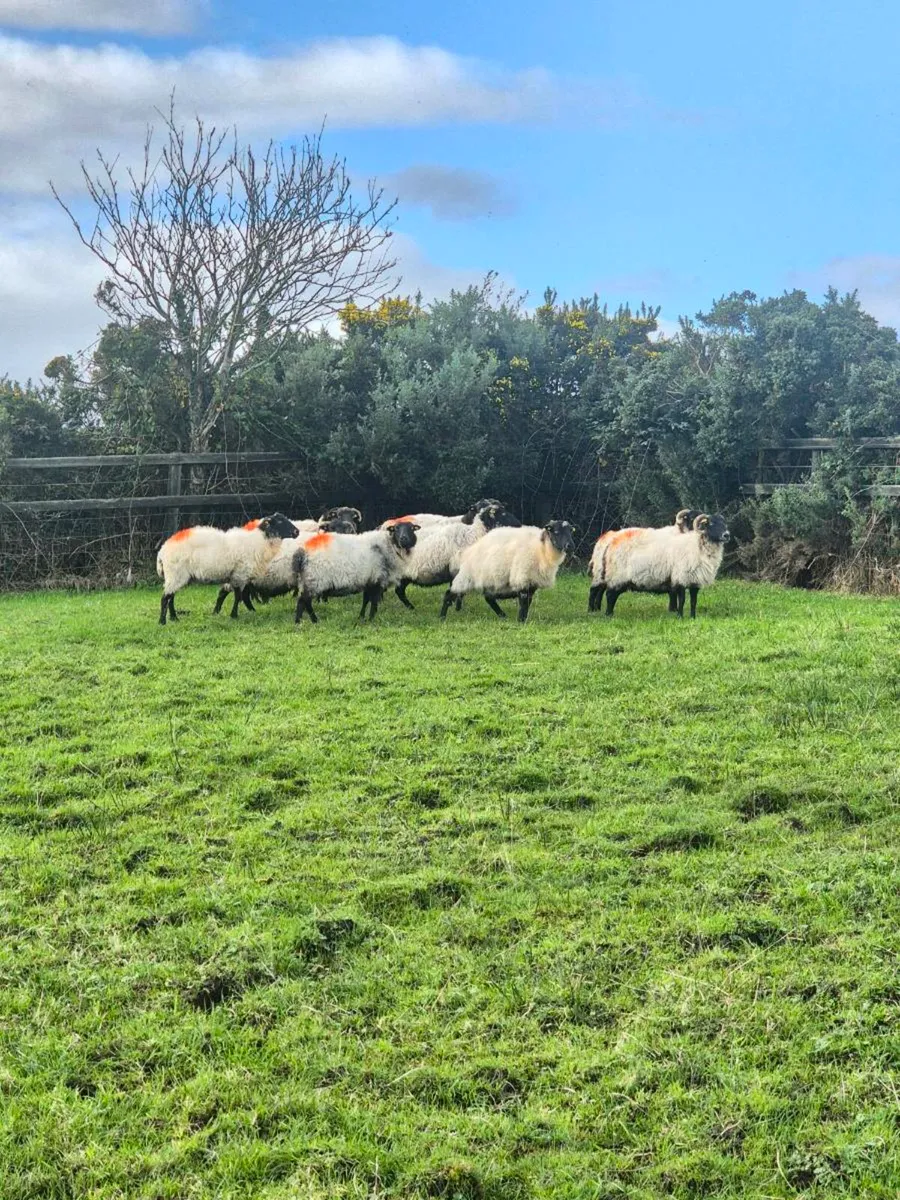 Full mouth aged ewes - Image 1