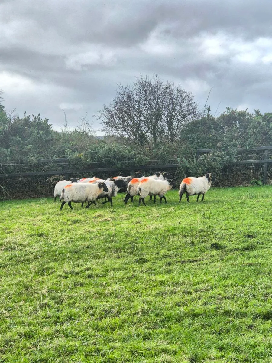 Full mouth aged ewes - Image 2