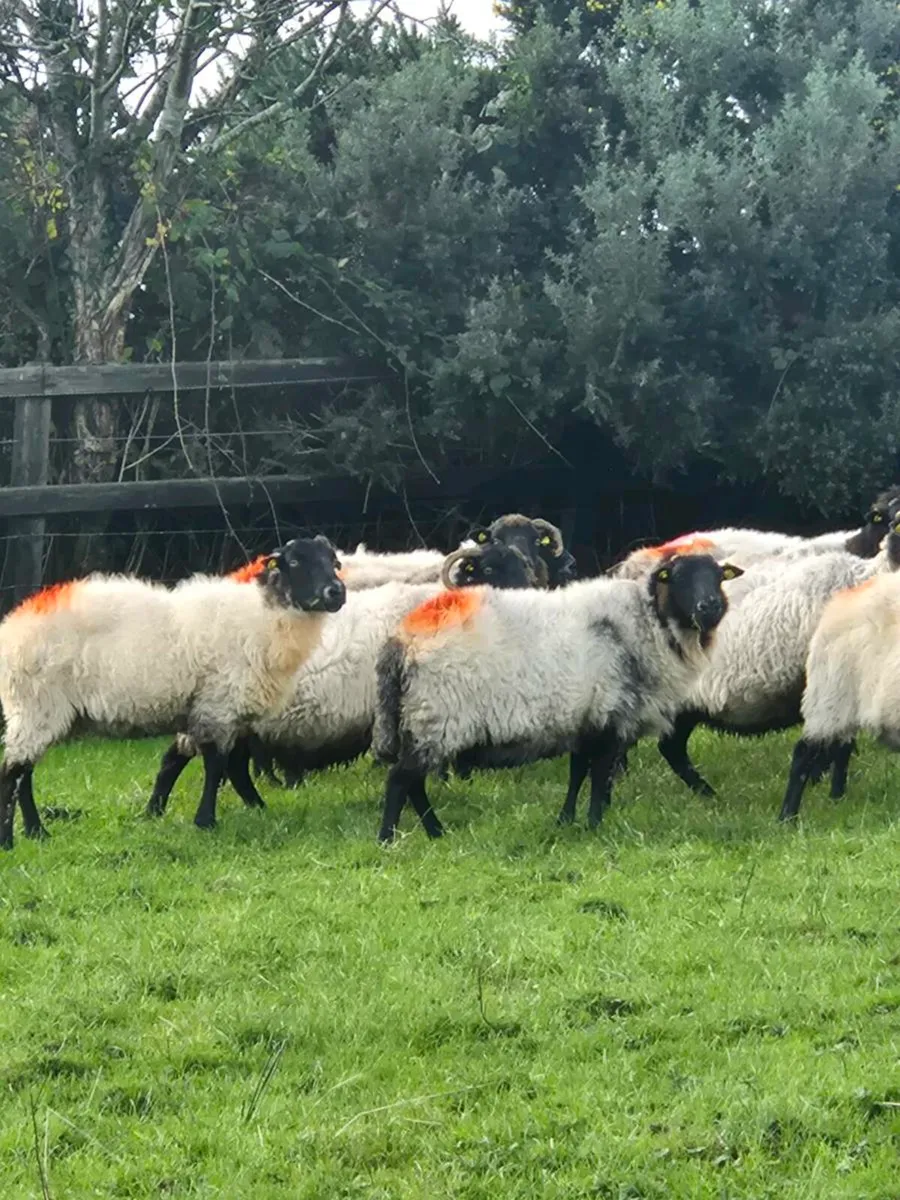 Full mouth aged ewes - Image 3