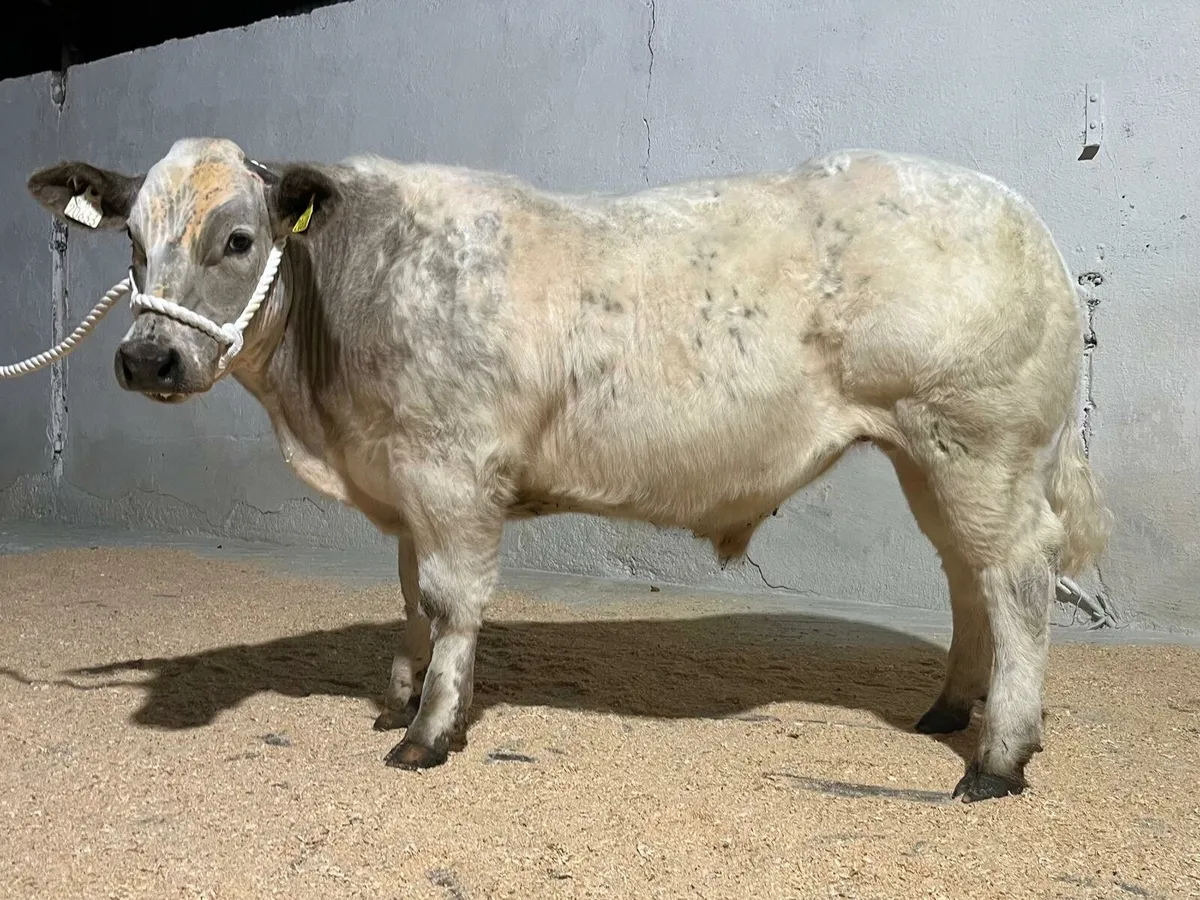 Charity sale Macroom Mart 25th October - Image 1
