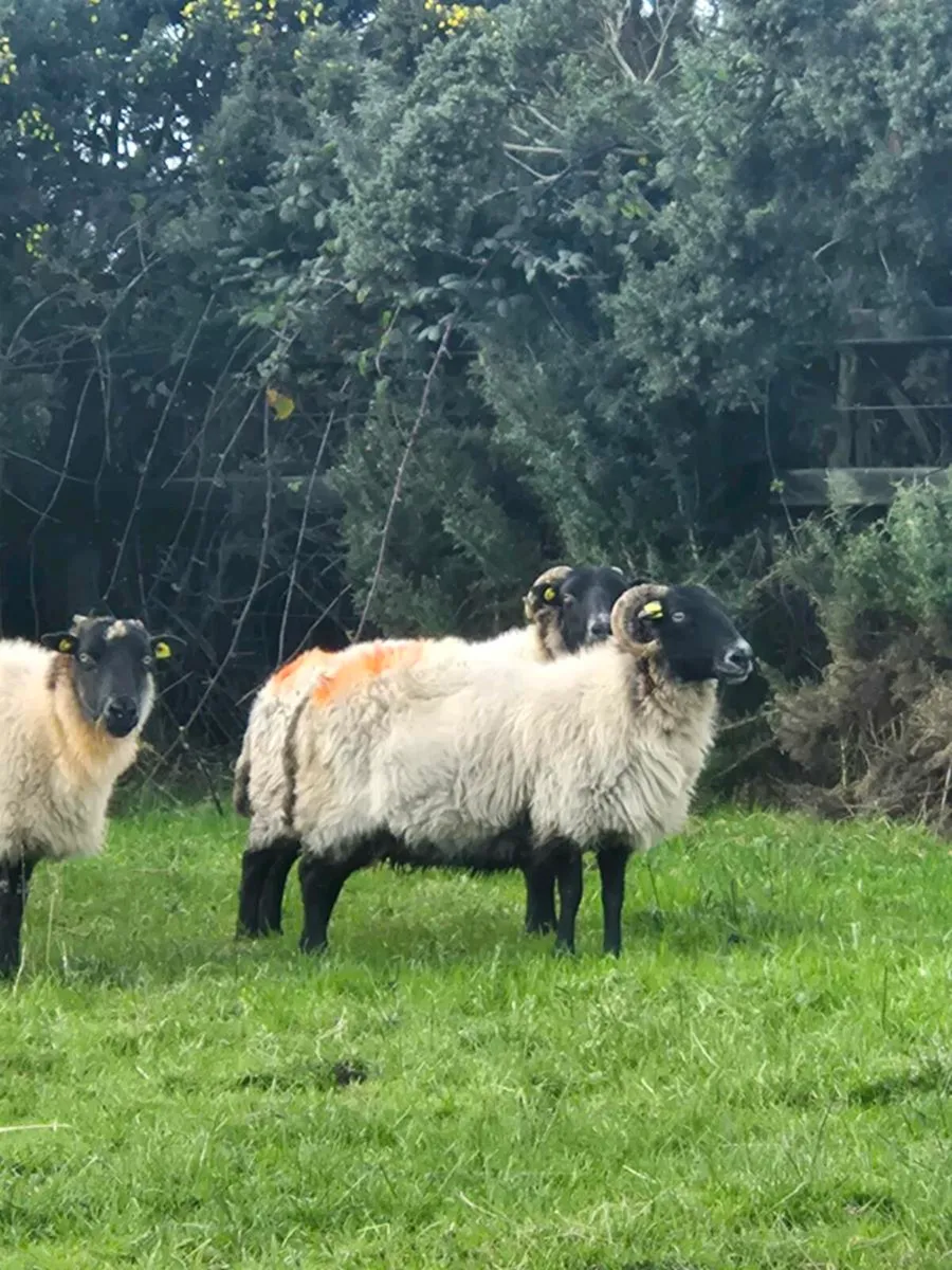 Full mouth aged ewes - Image 4