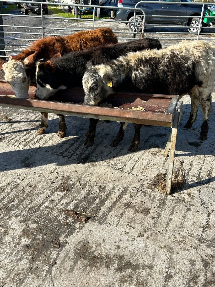 3 bull runners - Image 1