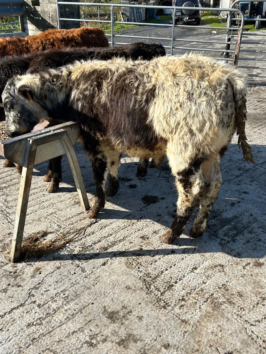 3 bull runners - Image 2