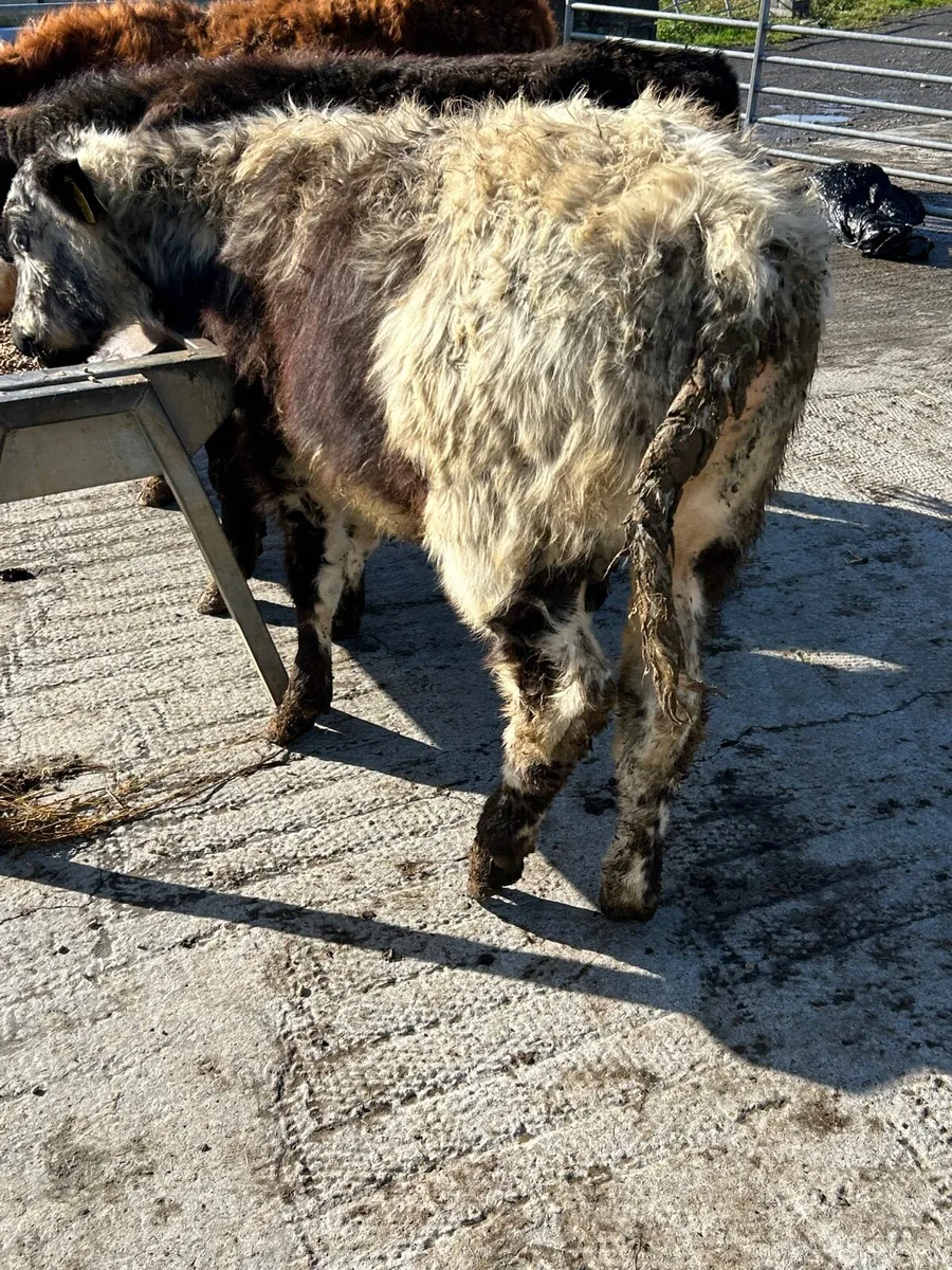 3 bull runners - Image 3