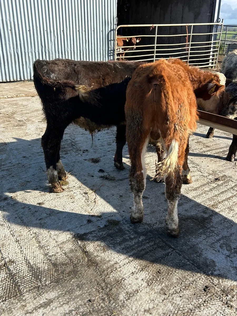 3 bull runners - Image 4