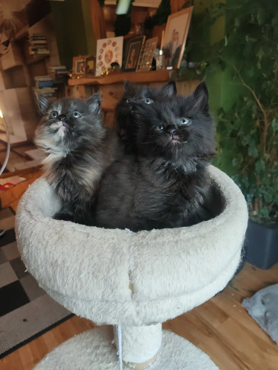 Kitten - Image 1