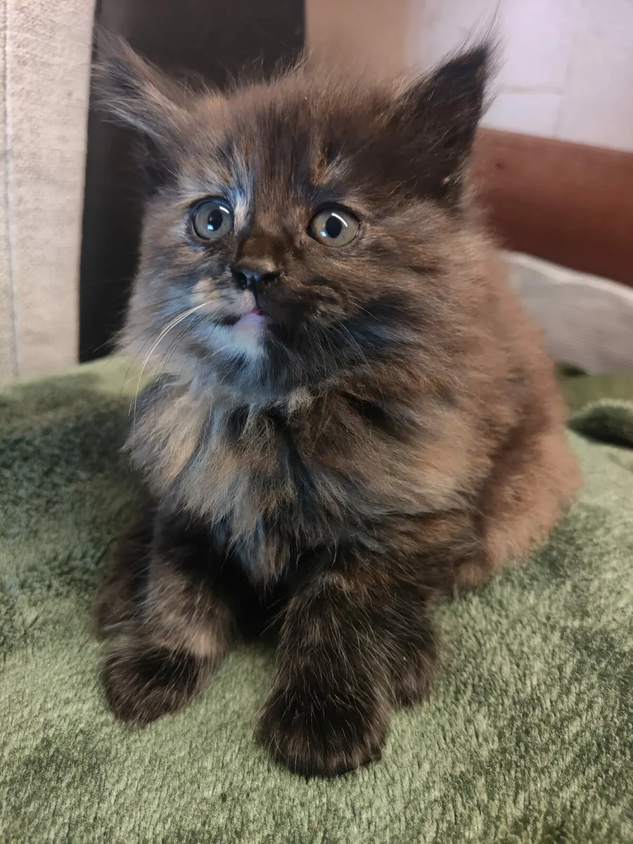 Kitten - Image 2