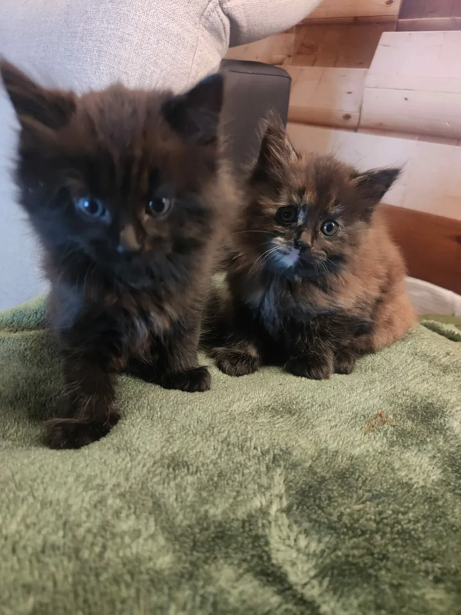 Kitten - Image 3