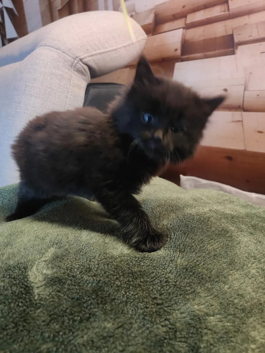Kitten - Image 4