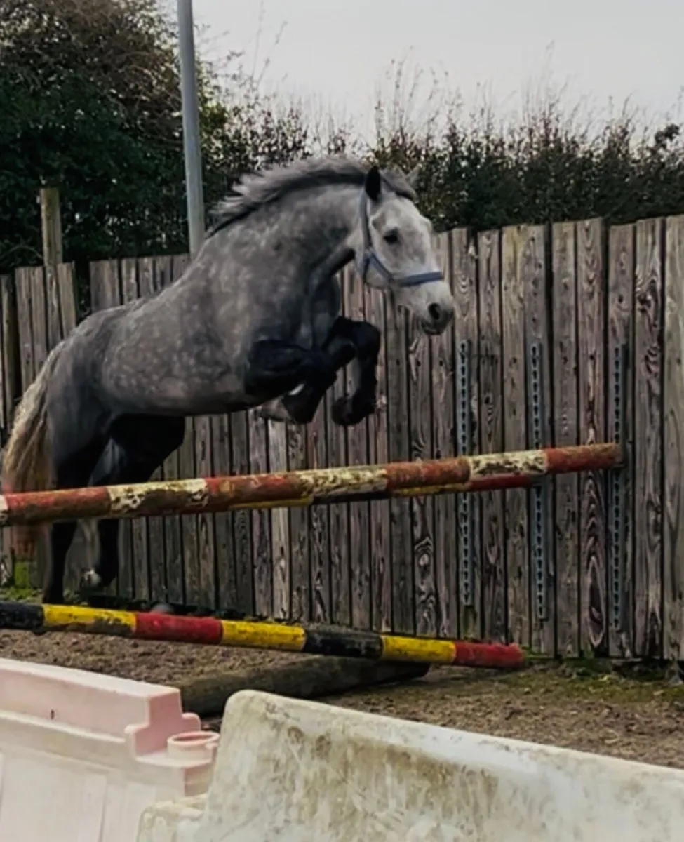 Lot 437 Clifden October sales - Image 1