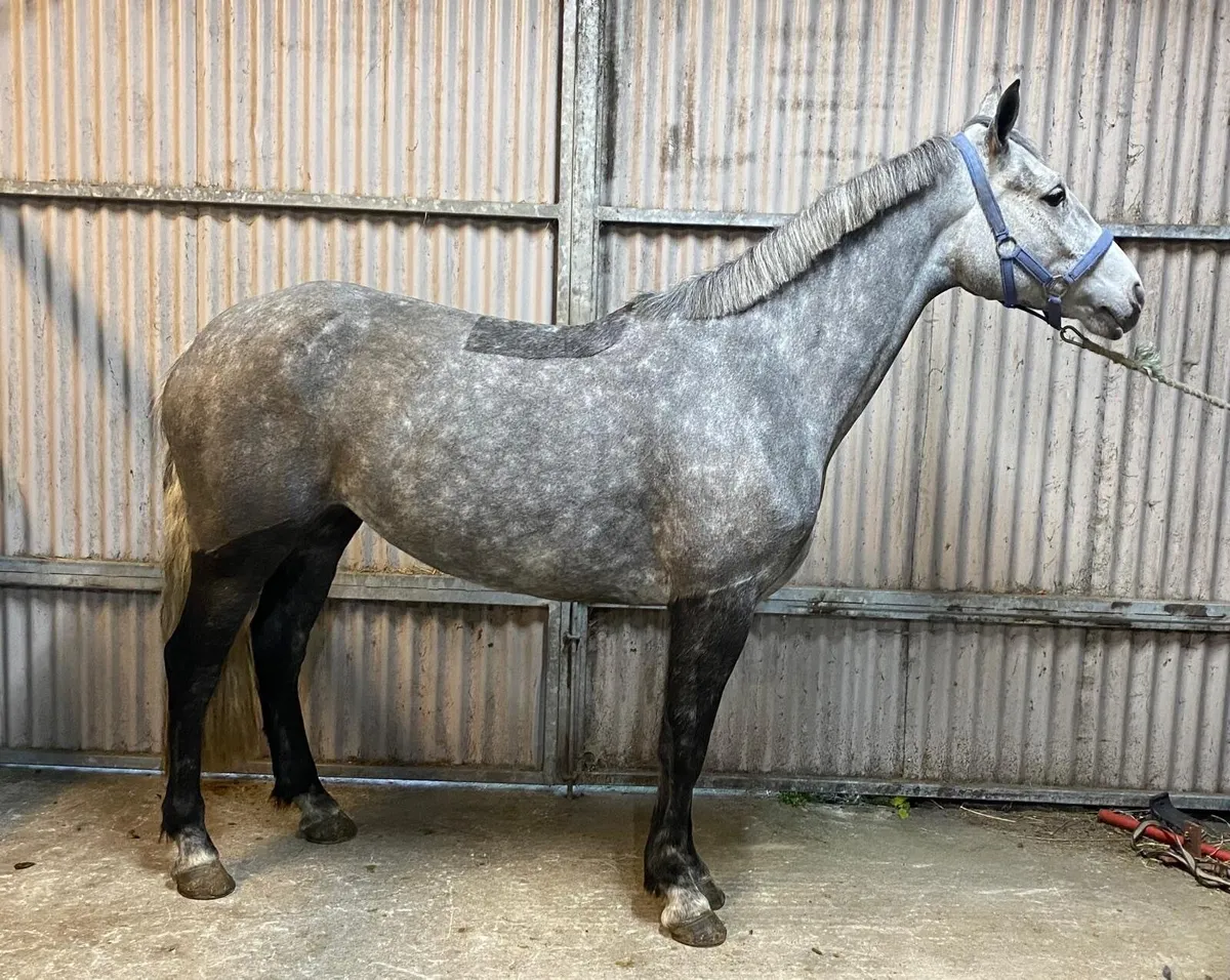 Lot 437 Clifden October sales - Image 2