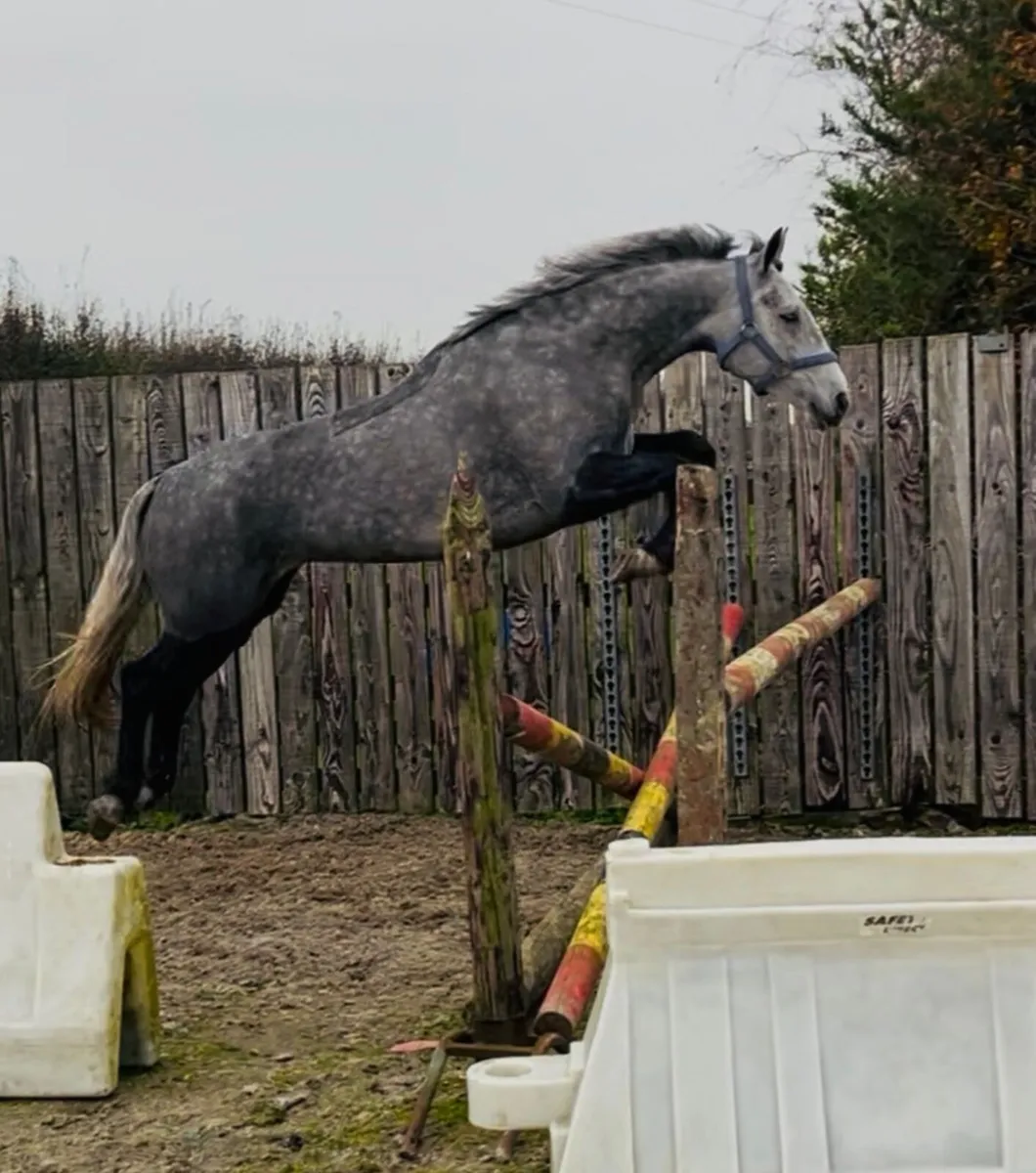 Lot 437 Clifden October sales - Image 3