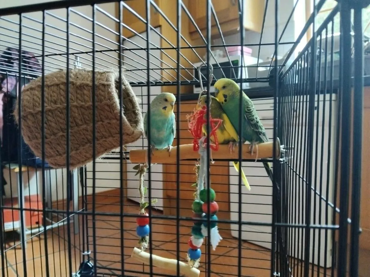 Budgies with cage - Image 1