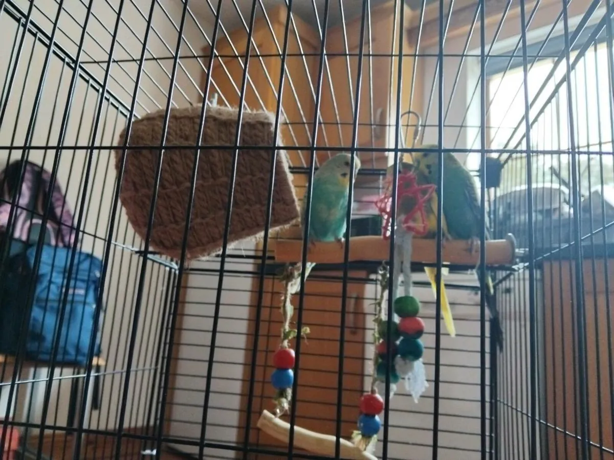 Budgies with cage - Image 2
