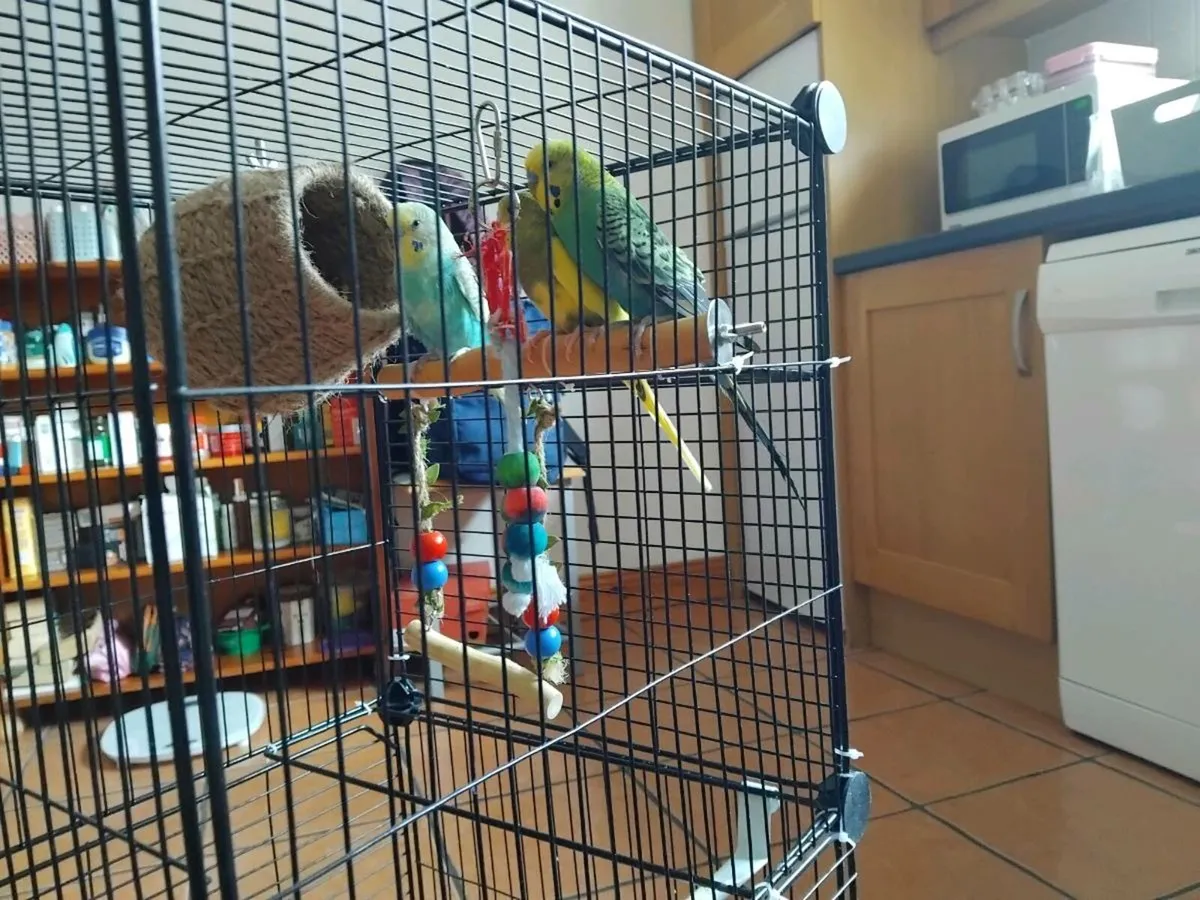 Budgies with cage - Image 3