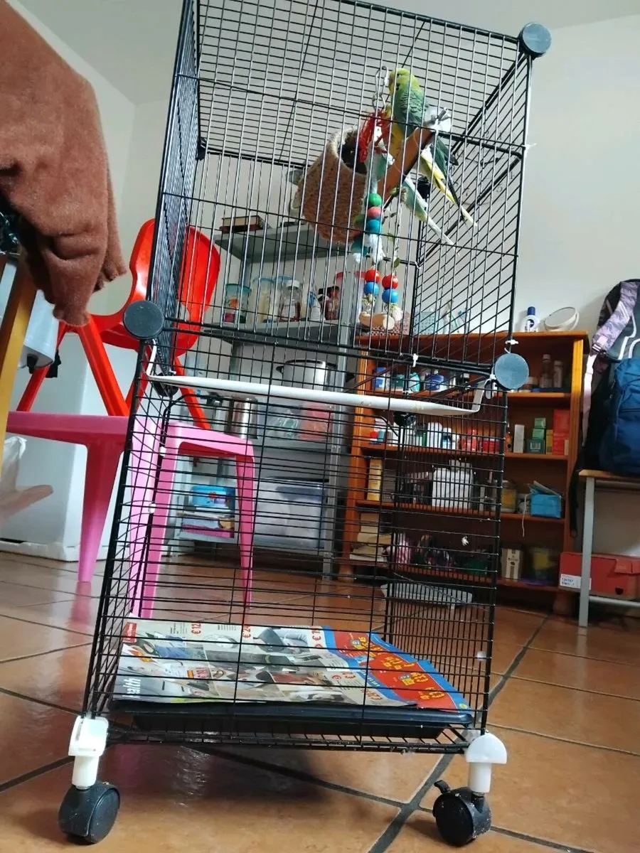 Budgies with cage - Image 4