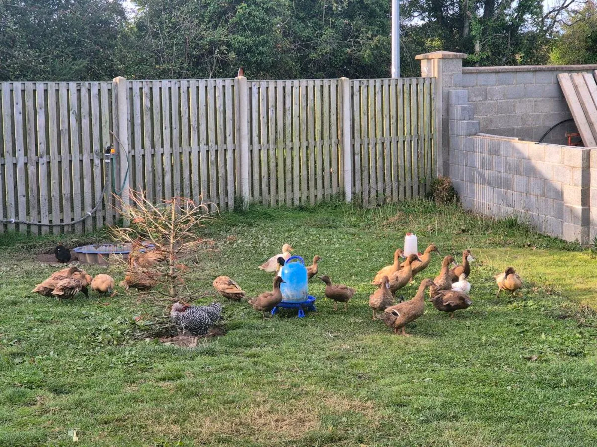 Duck Eggs + Ducks - Image 2