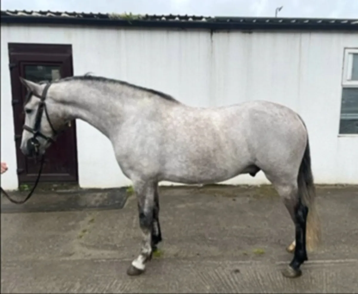 Lot 448 Clifden October sales - Image 1
