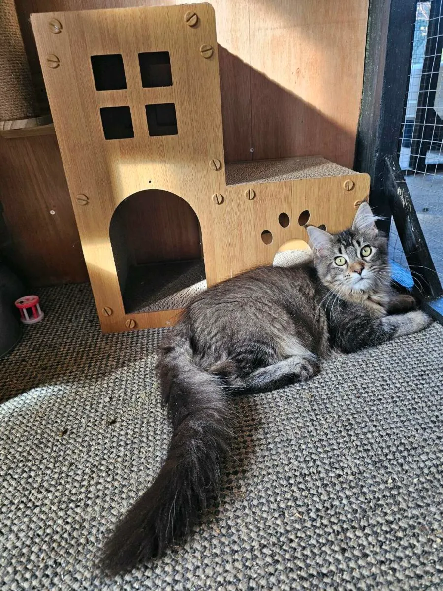 Maine Coon kittens pedigree and registered - Image 1