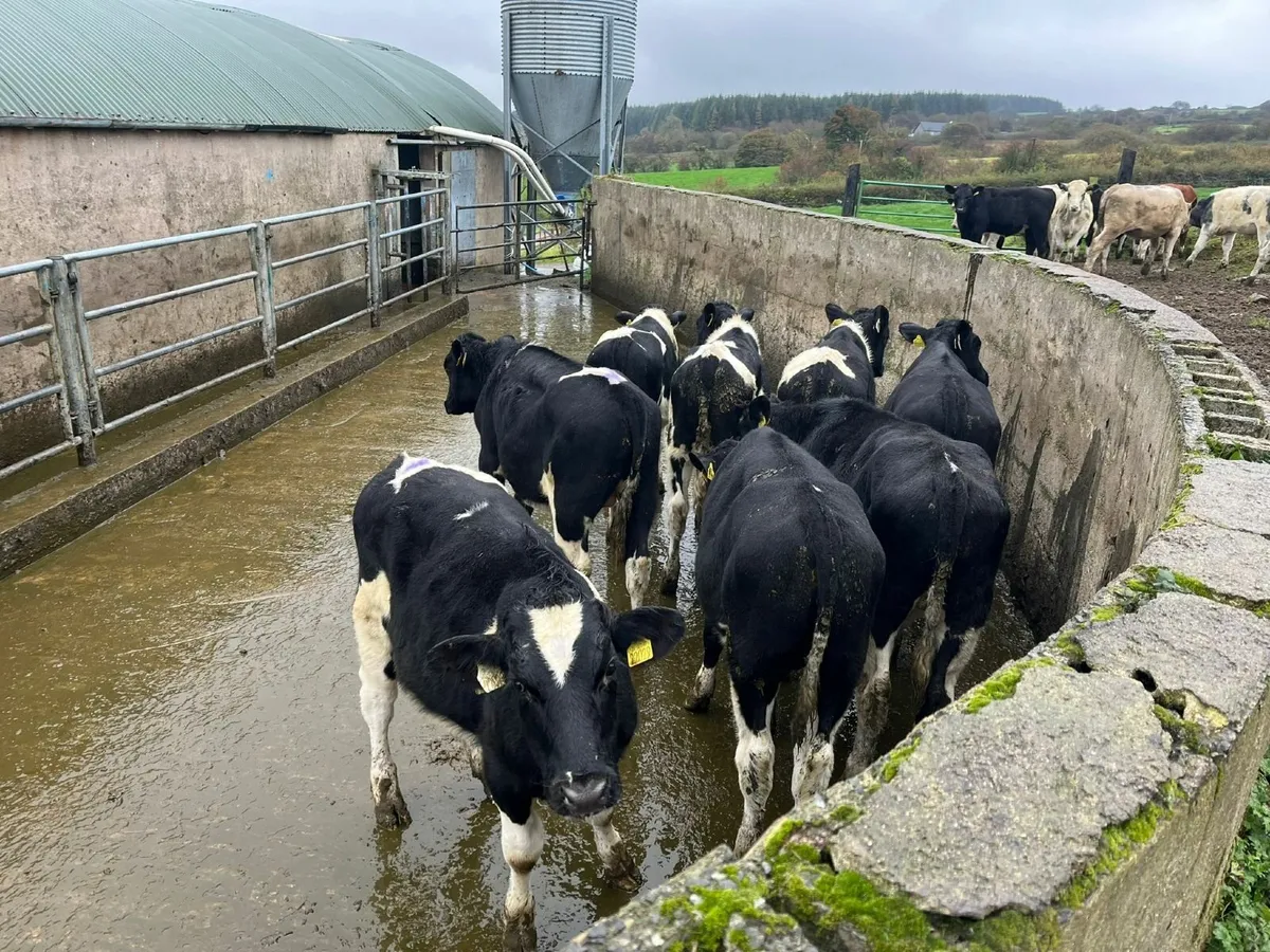 Weanling Bullocks - Image 1