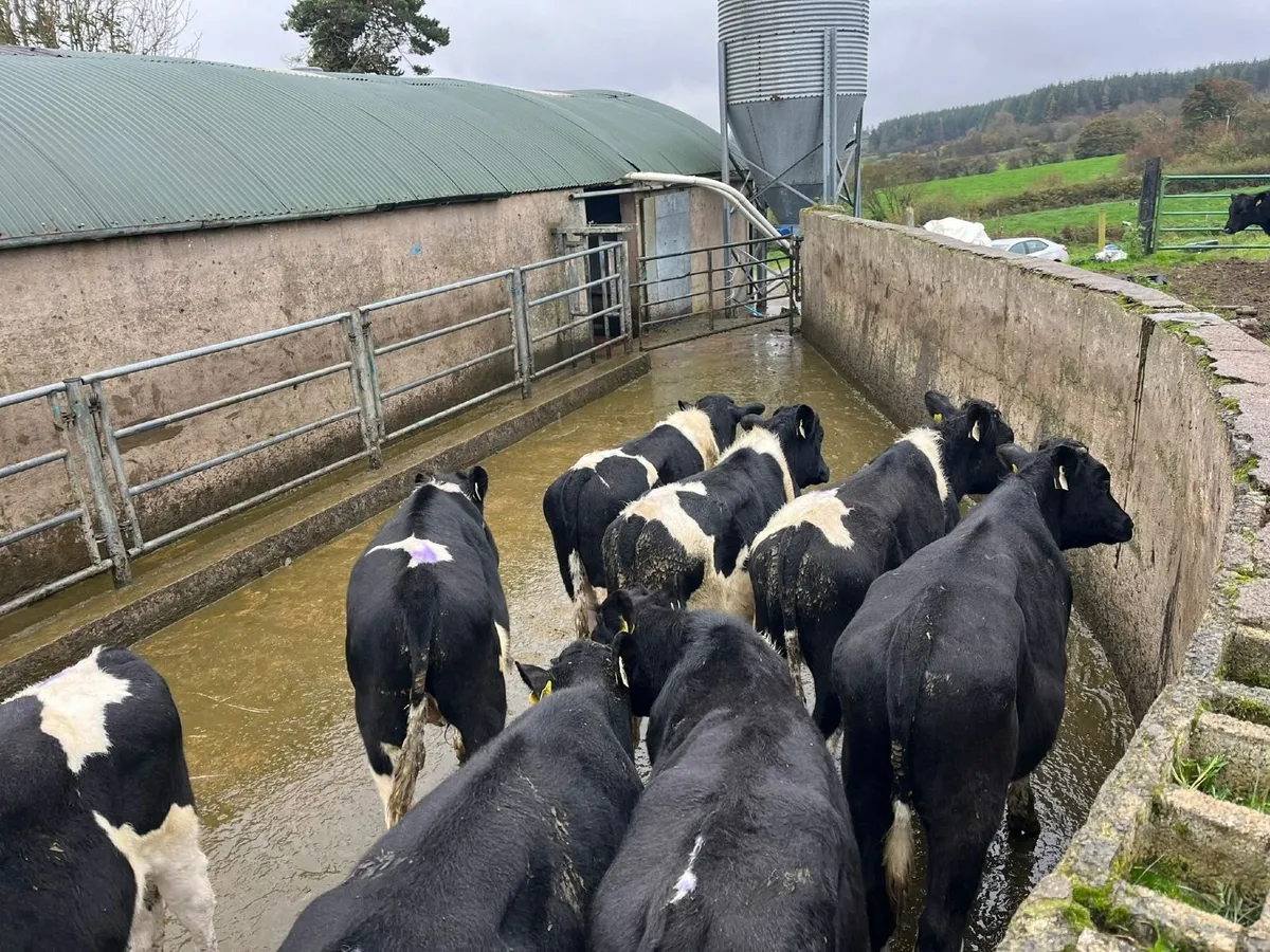 Weanling Bullocks - Image 2