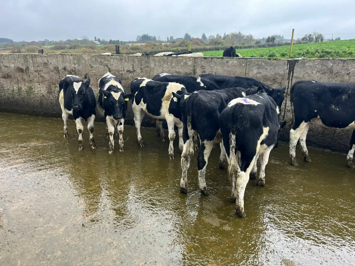 Weanling Bullocks - Image 4