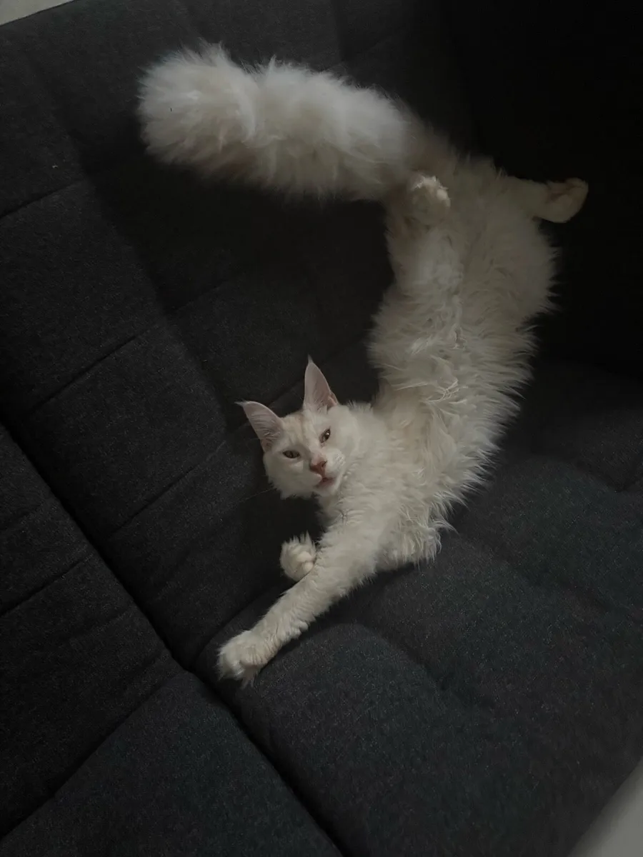 Maine coons - Image 1