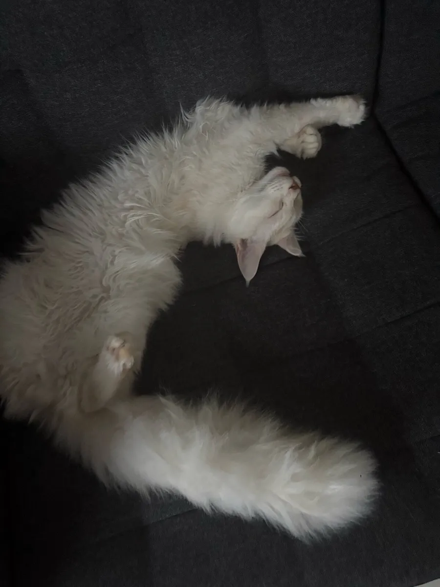 Maine coons - Image 2